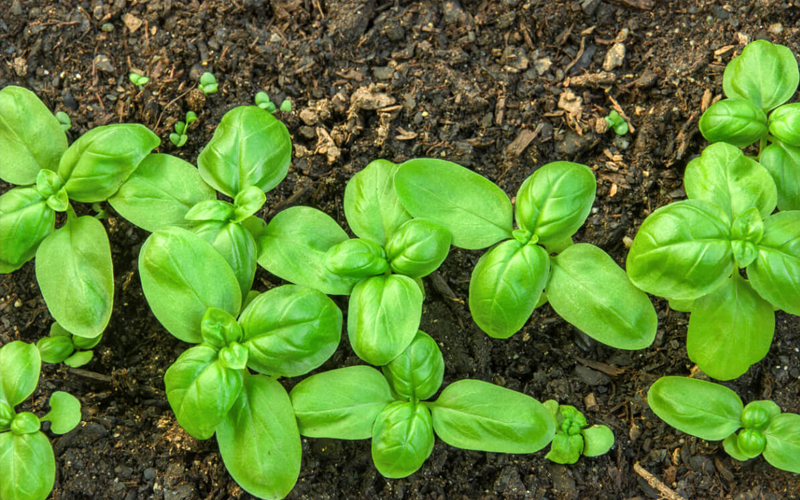 насіння базиліку купити